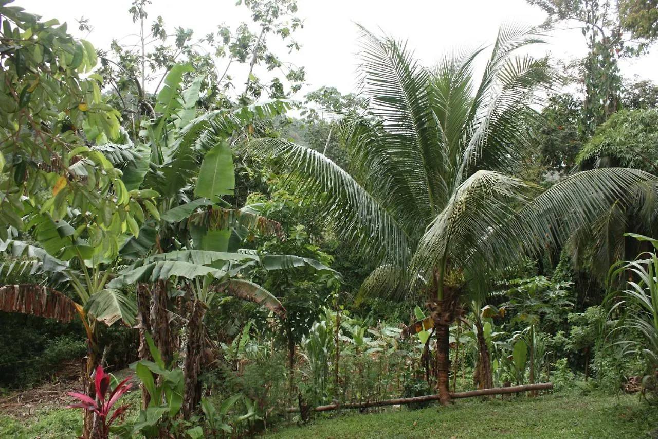 Nature In Portland Port Antonio Lodge